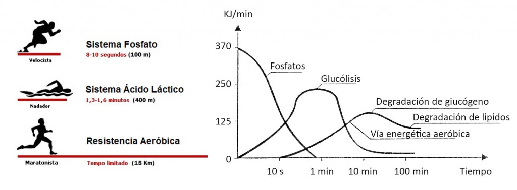 salamanca entrena aerobico  contra  anaerobico